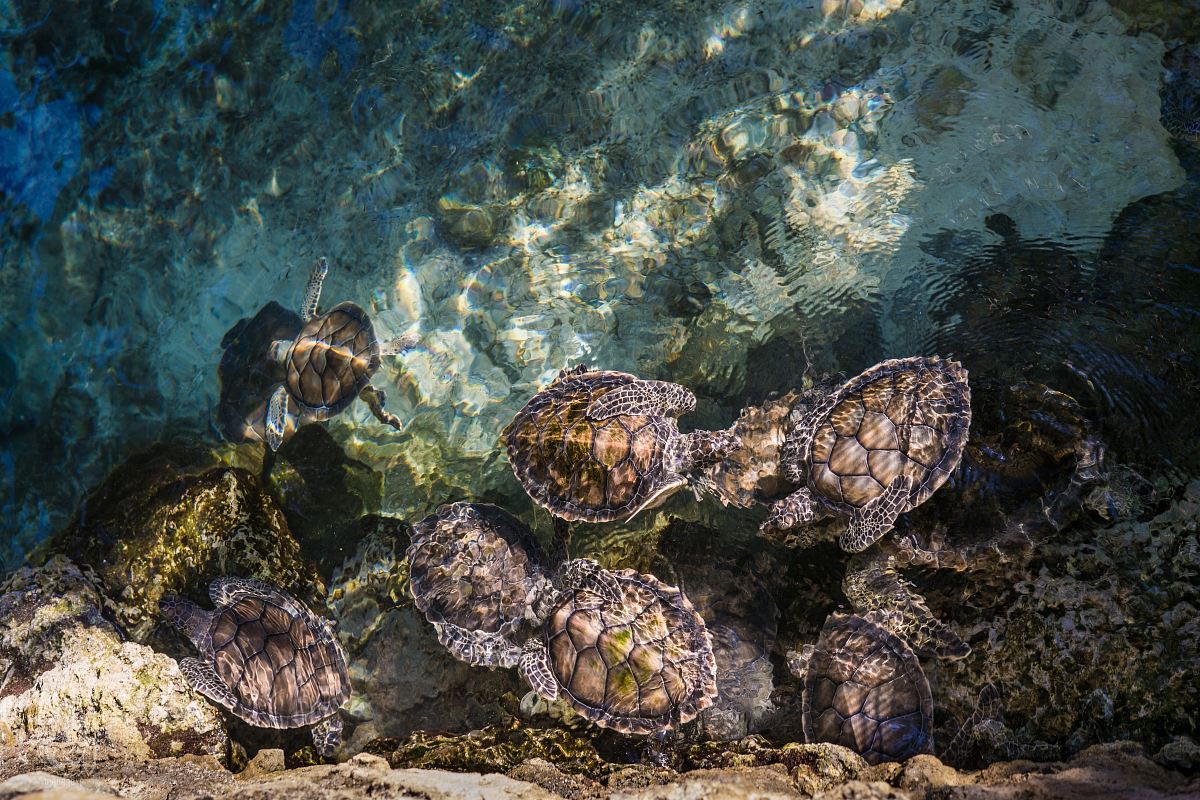 turtles on body of water